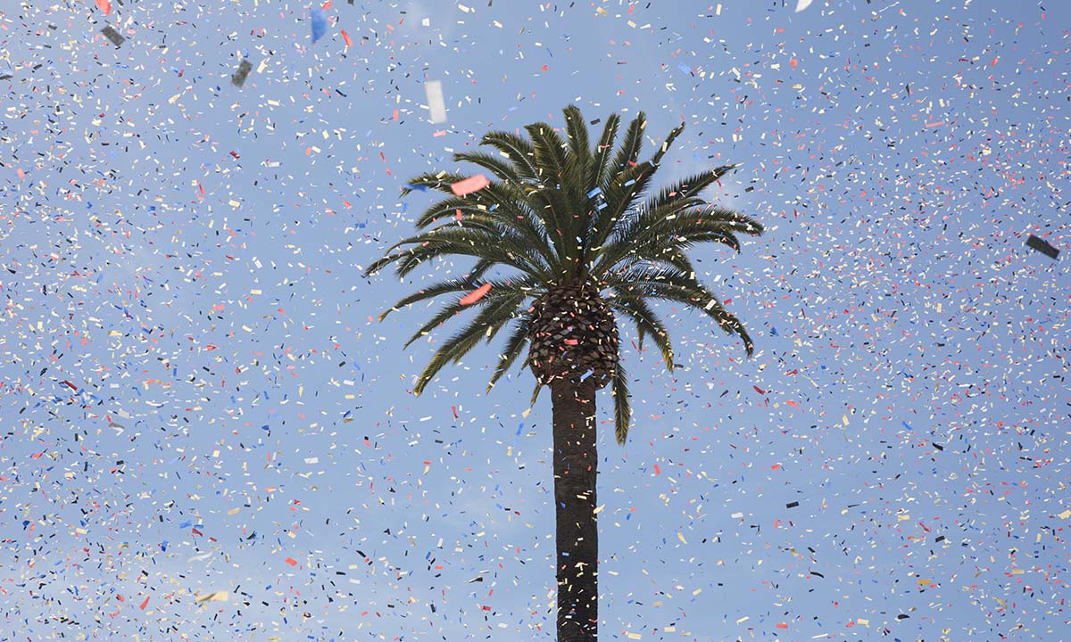 Palm Tree with confetti falling around it